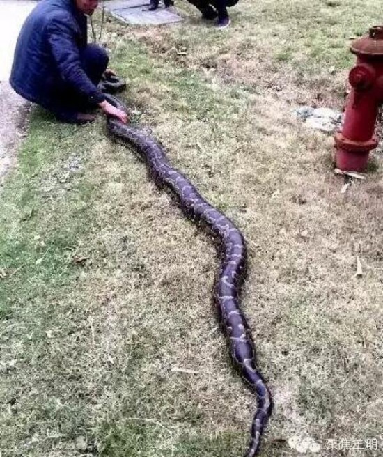 工地現(xiàn)超級(jí)大蟒蛇