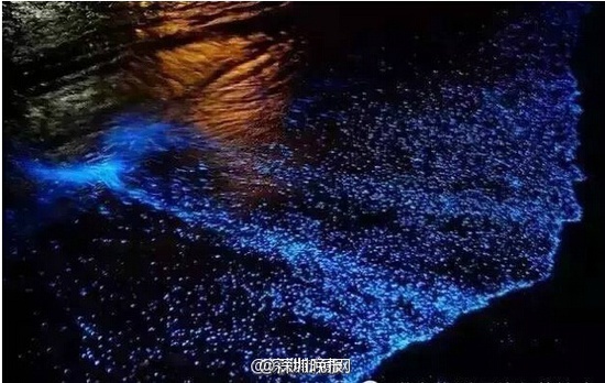 深圳現(xiàn)熒光海