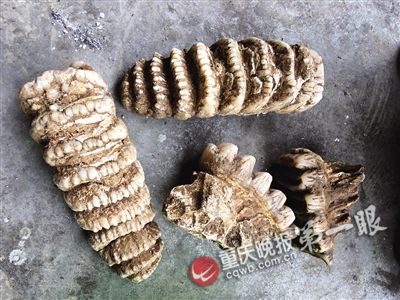 巫山縣農(nóng)民挖出東方劍齒象臼齒化石