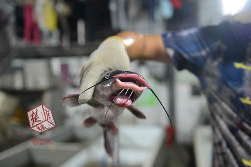 武漢現雙嘴怪魚