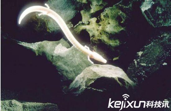 男子發現像龍生物