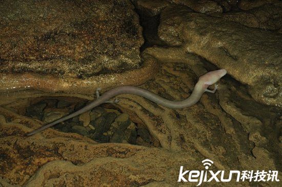 男子發現像龍生物