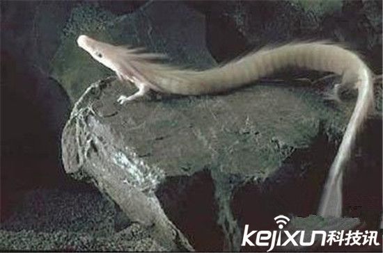 男子發現像龍生物