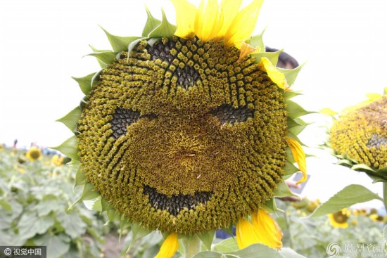 市民摳出葵花寶典