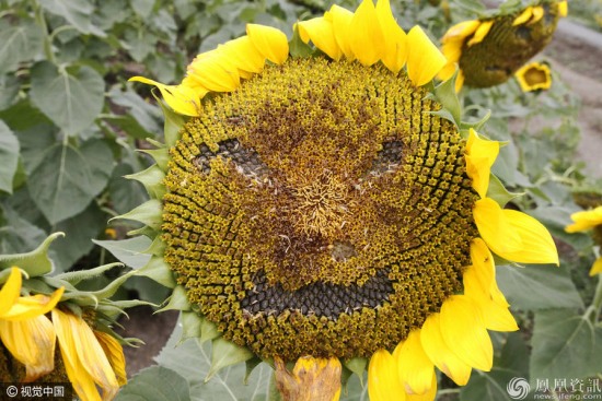 市民摳出葵花寶典