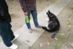哈士奇被打癱丟棄 寵物狗哈士奇