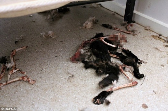 14只貓互食充饑