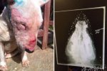 狗腦袋內嵌50顆子彈 能活下來真是奇跡