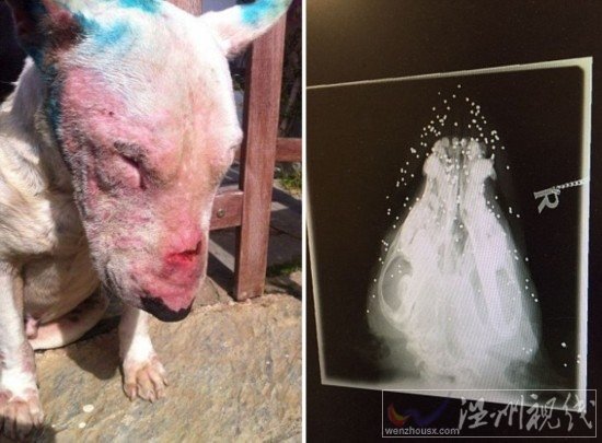 腦袋內嵌50顆子彈