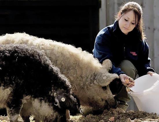 綿羊豬價值千金