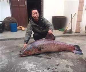 男子釣巨無霸大魚