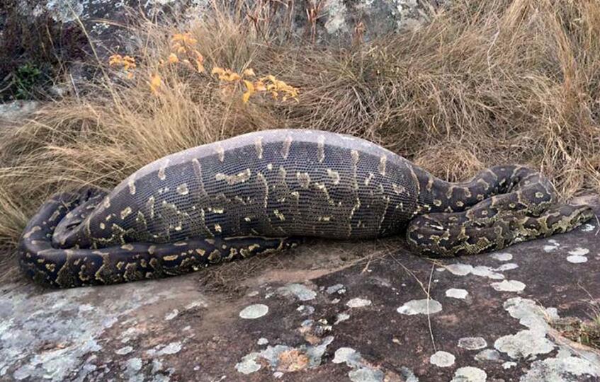 巨蟒肚內(nèi)驚見好友