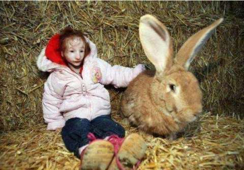 英國(guó)14歲姑娘比兔子小