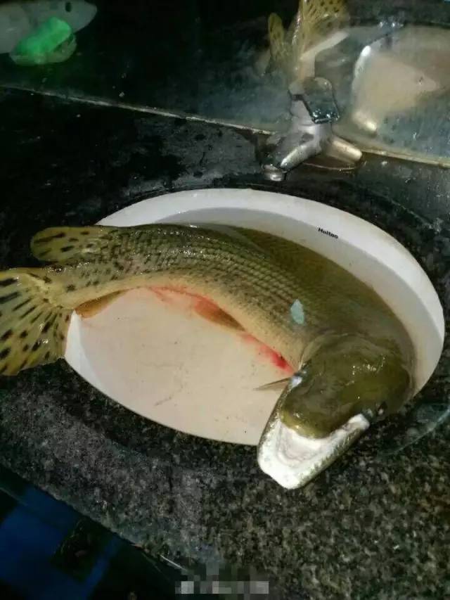 網曝高校釣起怪魚