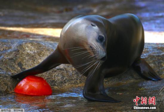 一頭海獅看到了為自己準(zhǔn)備的圣誕大餐,正將這頓豐盛的美食推入水中。 一頭海獅看到了為自己準(zhǔn)備的圣誕大餐,正將這頓豐盛的美食推入水中。