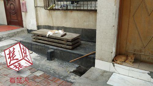 武漢小區跳蚤肆虐