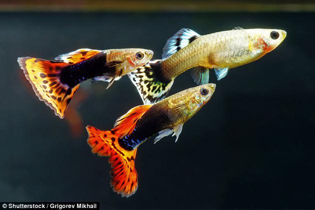 全球入侵物種地圖