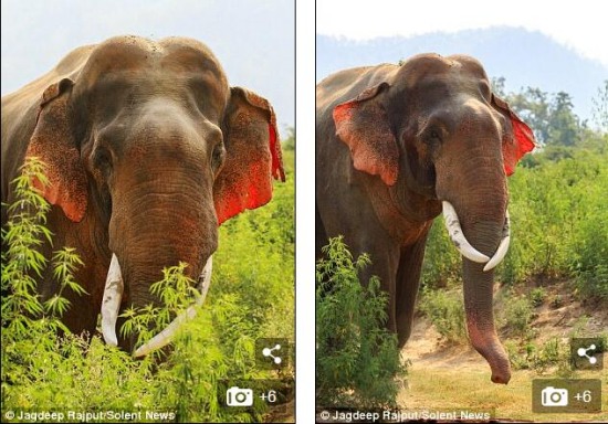 印度現(xiàn)紅耳大象