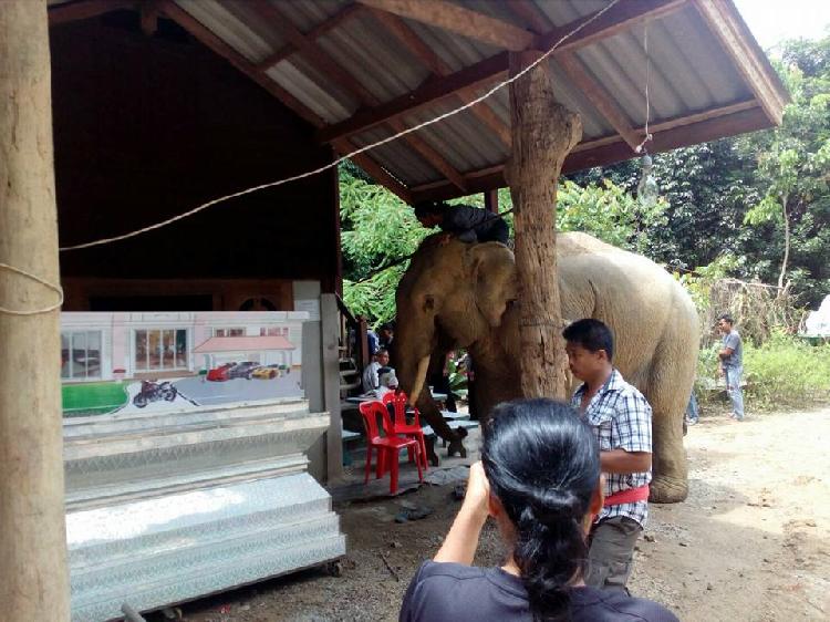 主人遇難大象跪拜