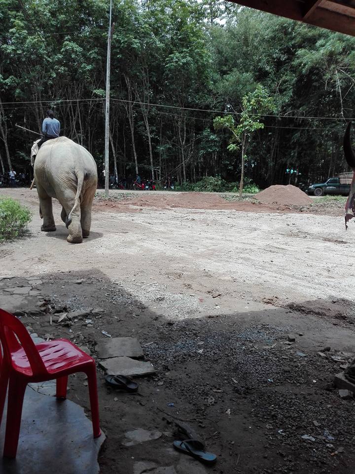 主人遇難大象跪拜