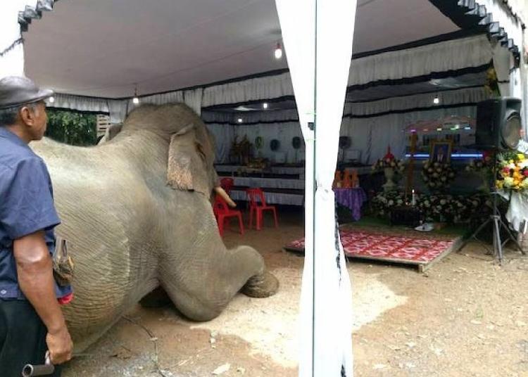 主人遇難大象跪拜