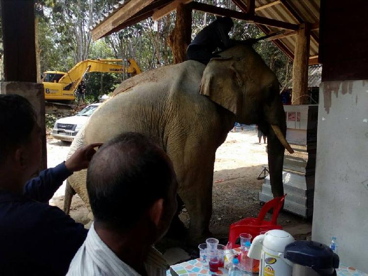 主人遇難大象跪拜
