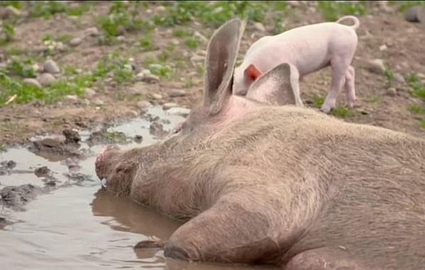 租50只豬舉辦婚禮