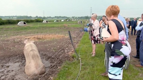 租50只豬舉辦婚禮