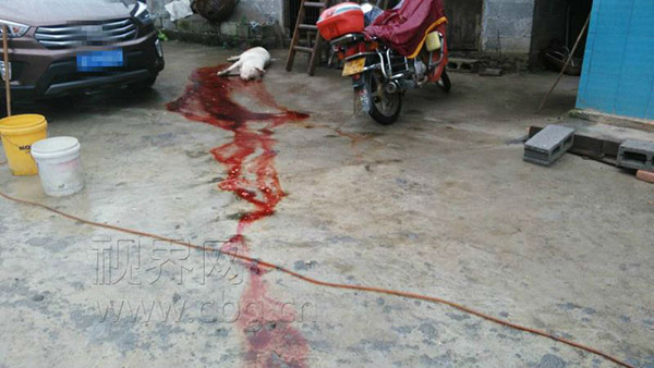 重慶雷電劈死200斤肥豬 周末高溫雷雨大風并存