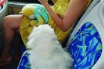 寵物狗公交坐座位 應該踢下去