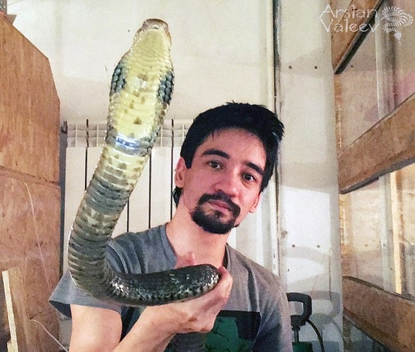 毒蛇專家被蛇咬死