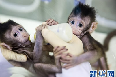 生命科學(xué)重大突破 體細(xì)胞克隆猴成功
