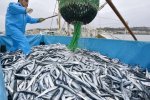 日本遭遇秋刀魚荒 產量降低