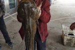 金華蘭溪大鯰魚18斤重 真是鲇魚王