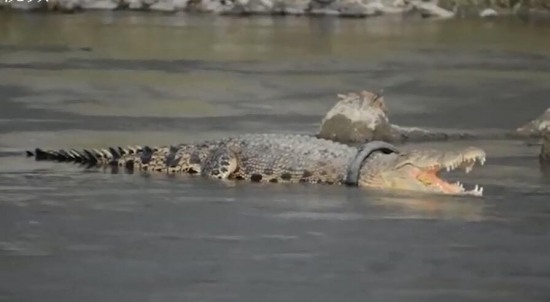 鱷魚戴輪胎項(xiàng)圈