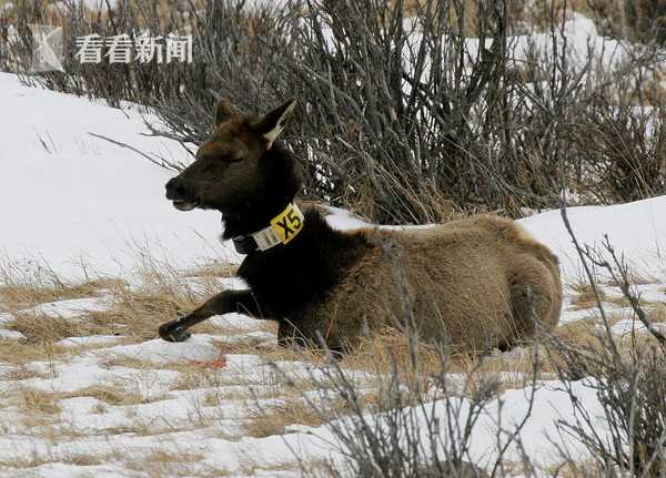 僵尸鹿蔓延北美