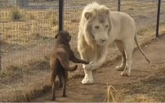 獅子與狗友好握手
