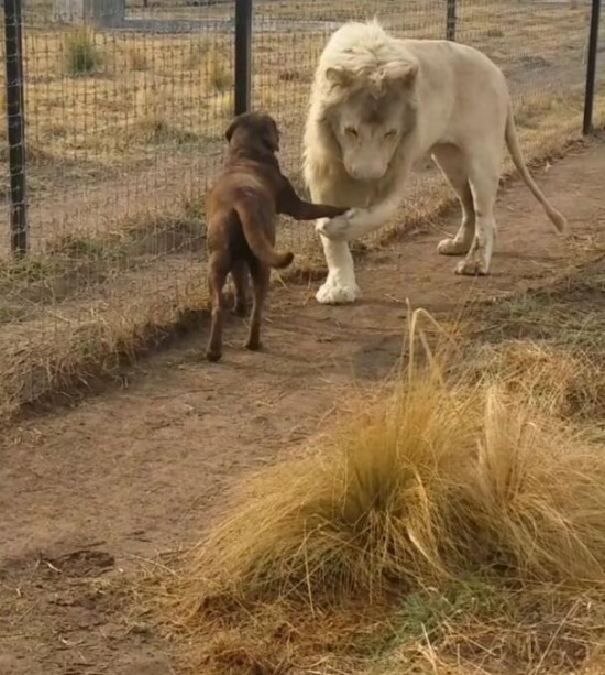 獅子與狗友好握手