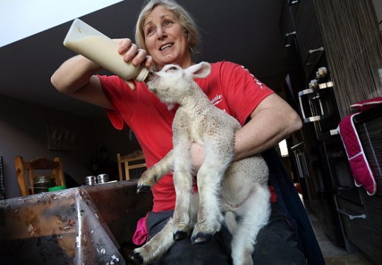 羊羔天生5條半腿