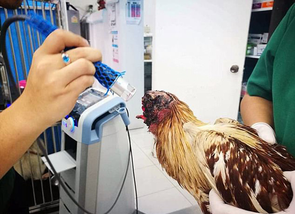 無頭雞存活一周