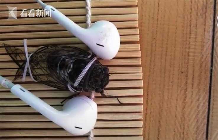 女子給蟬帶上耳機