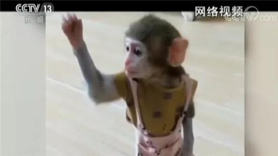直播養(yǎng)猴牽出大案