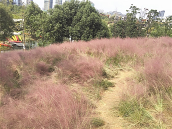 成都網紅粉黛遭殃