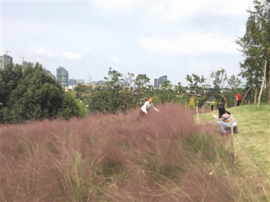 成都網紅粉黛遭殃