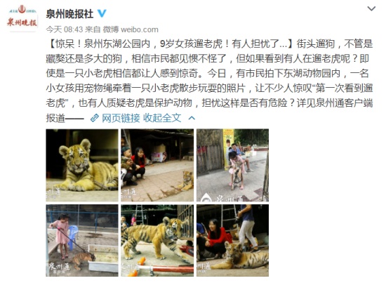 9歲女孩遛老虎