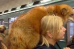 俄羅斯女子扛狐貍搭地鐵