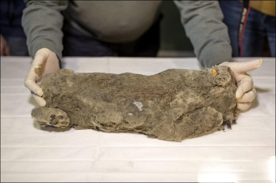 冰凍四萬年幼獅