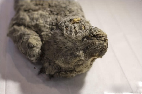 冰凍四萬年幼獅