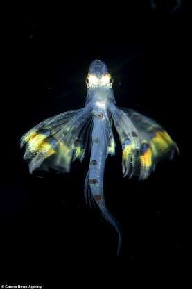 幼魚釋放怪異光線