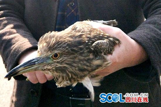 夜鷺夜闖民宅 夜鷺也叫夜鷹屬二級(jí)保護(hù)動(dòng)物